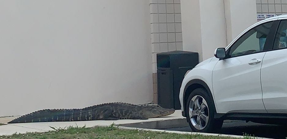 VNalligator050121e.jpg